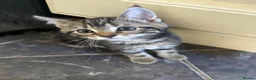 Mixed Breed cats for sale: Ready now, maine coon cross kittens in Tamworth - Advert 7