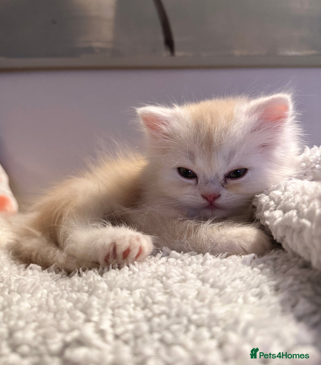 Persian cats for sale: 3 gorgeous, mischievous baby boys💙 - Advert 3