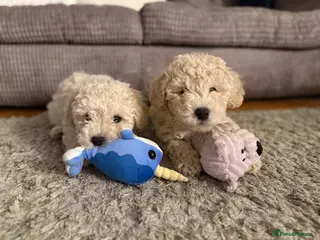 Maltipoo dogs 2 boys left 🐶 - Advert 6