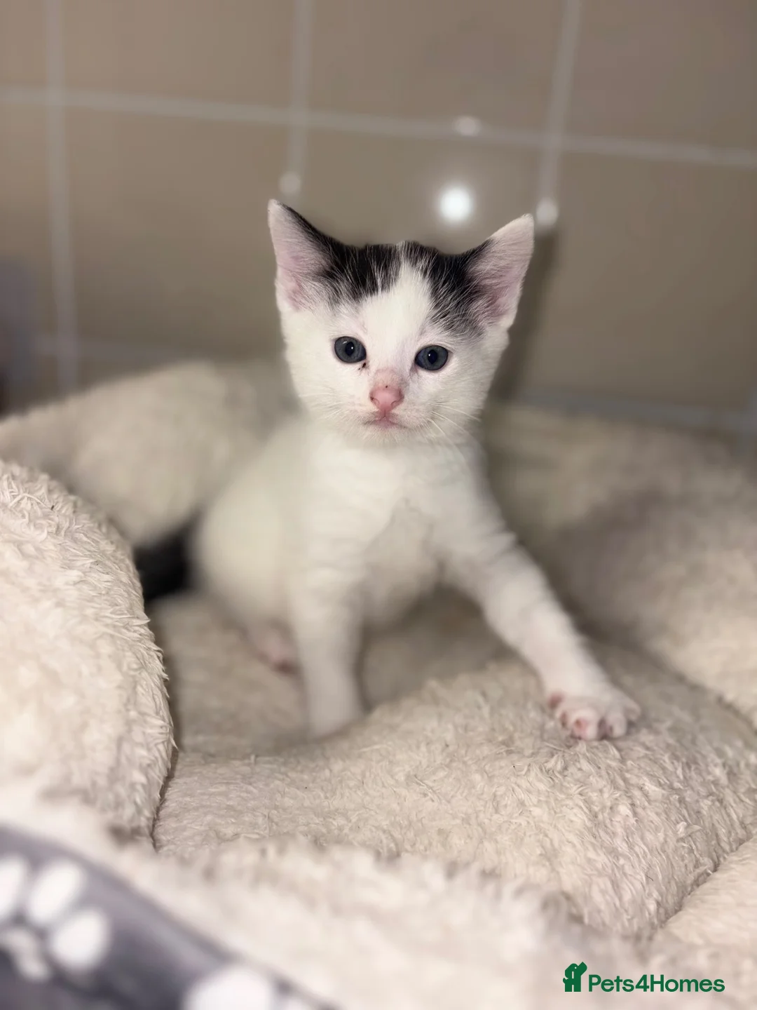 Mixed Breed cats for sale: Mixed Breed 1/4 Rag Doll Kittens  - Advert 2