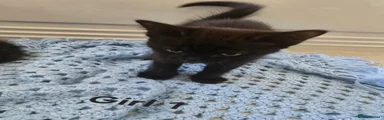 Female 1