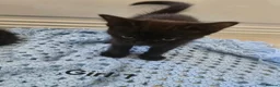 Mixed Breed cats for sale: 4 Kittens ready for rehoming. in Peterborough - Advert 3