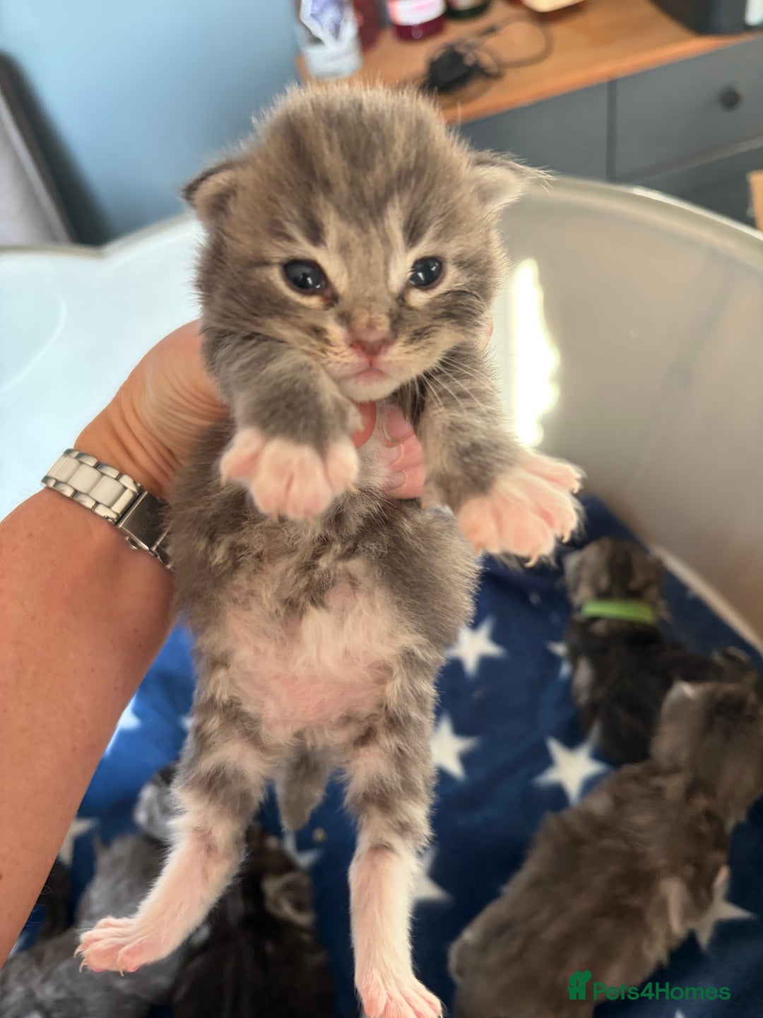 Maine Coon cats for sale: Last little girl - ready now - Advert 21