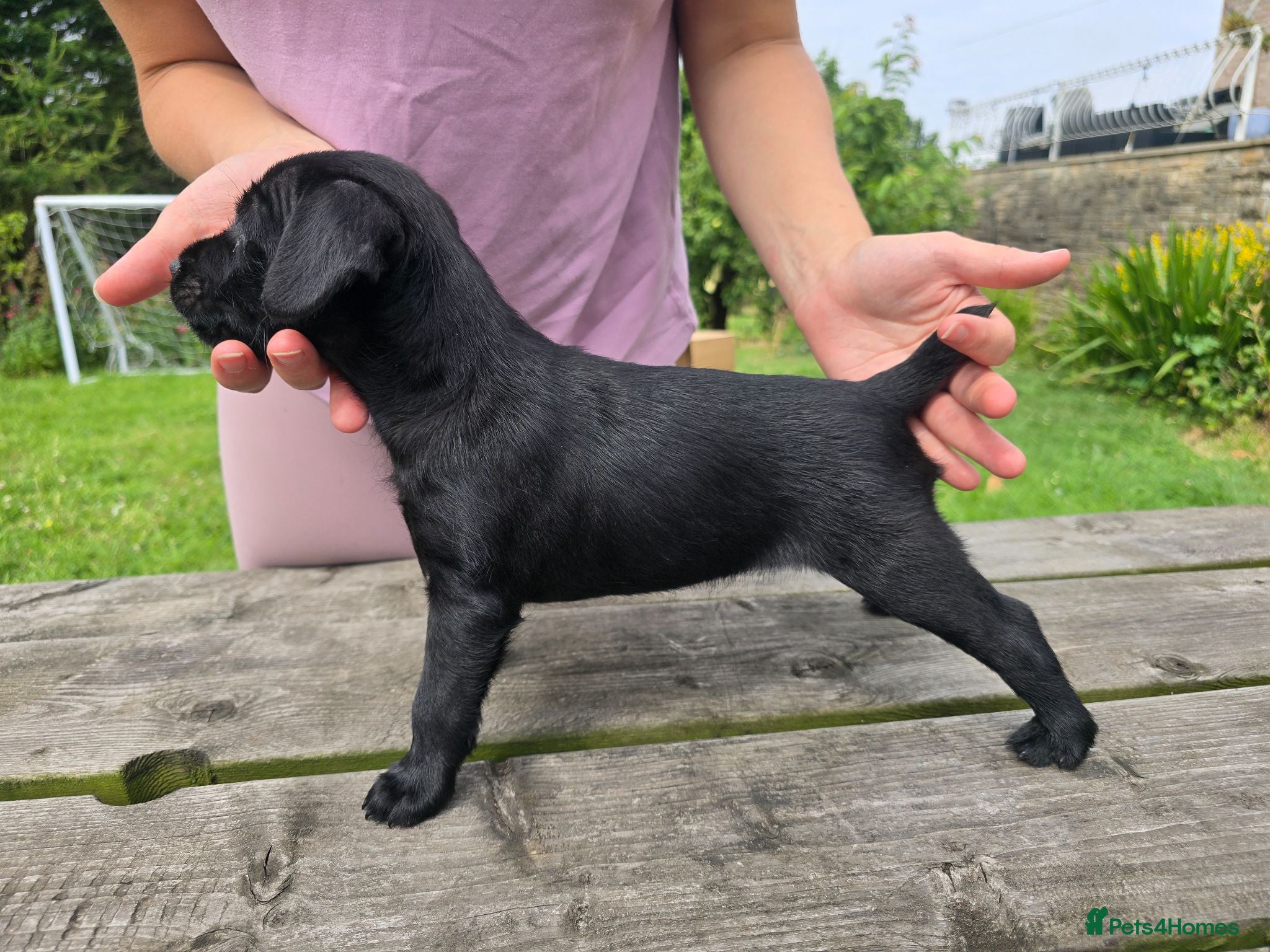 Patterdale Terrier dogs Fantastic Patterdale terrier pups D&D  - Advert 1