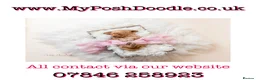 Mini Goldendoodle dogs for sale: F1 pups via a LICENSED BREEDER & POLICE K9 TRAINER - Advert 2