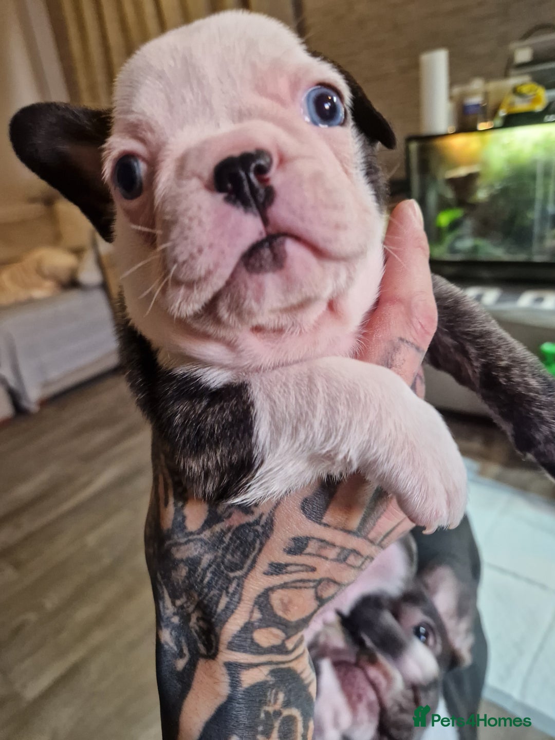French Bulldog dogs for sale: Kc registered frenchbulldog puppies  - Advert 9
