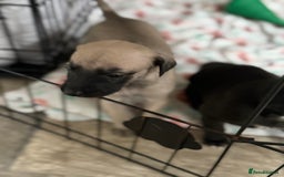 Whippet dogs for sale: 5 whippet puppies  - Image 4