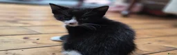 Bengal cats for sale: Female kittens  in London - Advert 15
