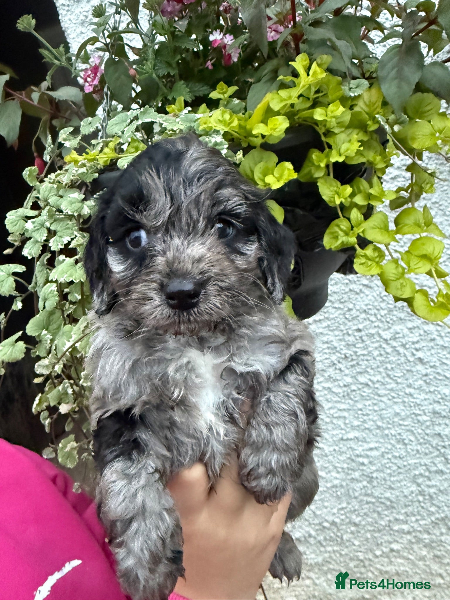 Cockapoo dogs F1 Cockapoo pups - Advert 4