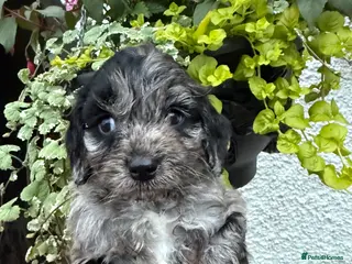 Cockapoo dogs F1 Cockapoo pups - Advert 14