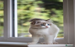 Ragdoll cats for sale: Beautiful Loving Ragdoll Kitten - Lola 🐾🩷 - Image 6
