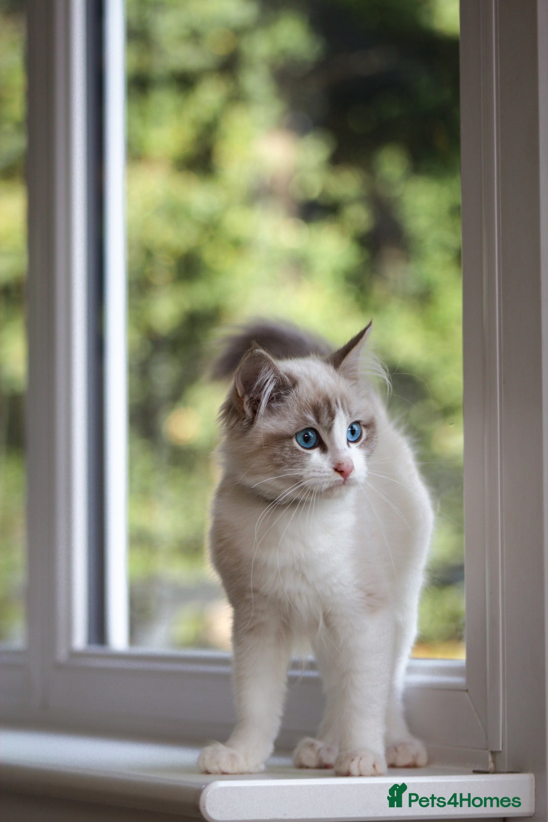 Ragdoll cats for sale: Beautiful Loving Ragdoll Kitten - Lola 🐾🩷 - Image 6