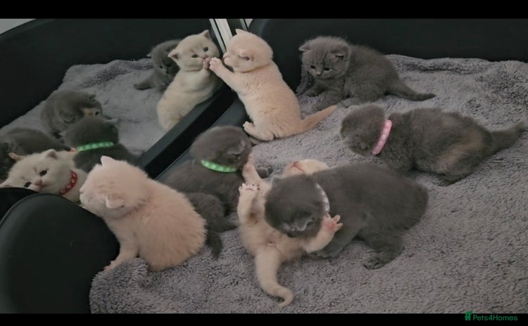 British Shorthair cats - Advert 2