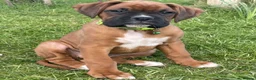Boxer dogs for sale: Beautifull Boxer pups fully vaccinated - Advert 4
