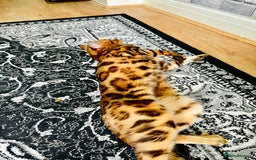 Bengal cats for sale: OUTSTANDING 🤩 Purebred Brown Rosetted Bengal - Image 5