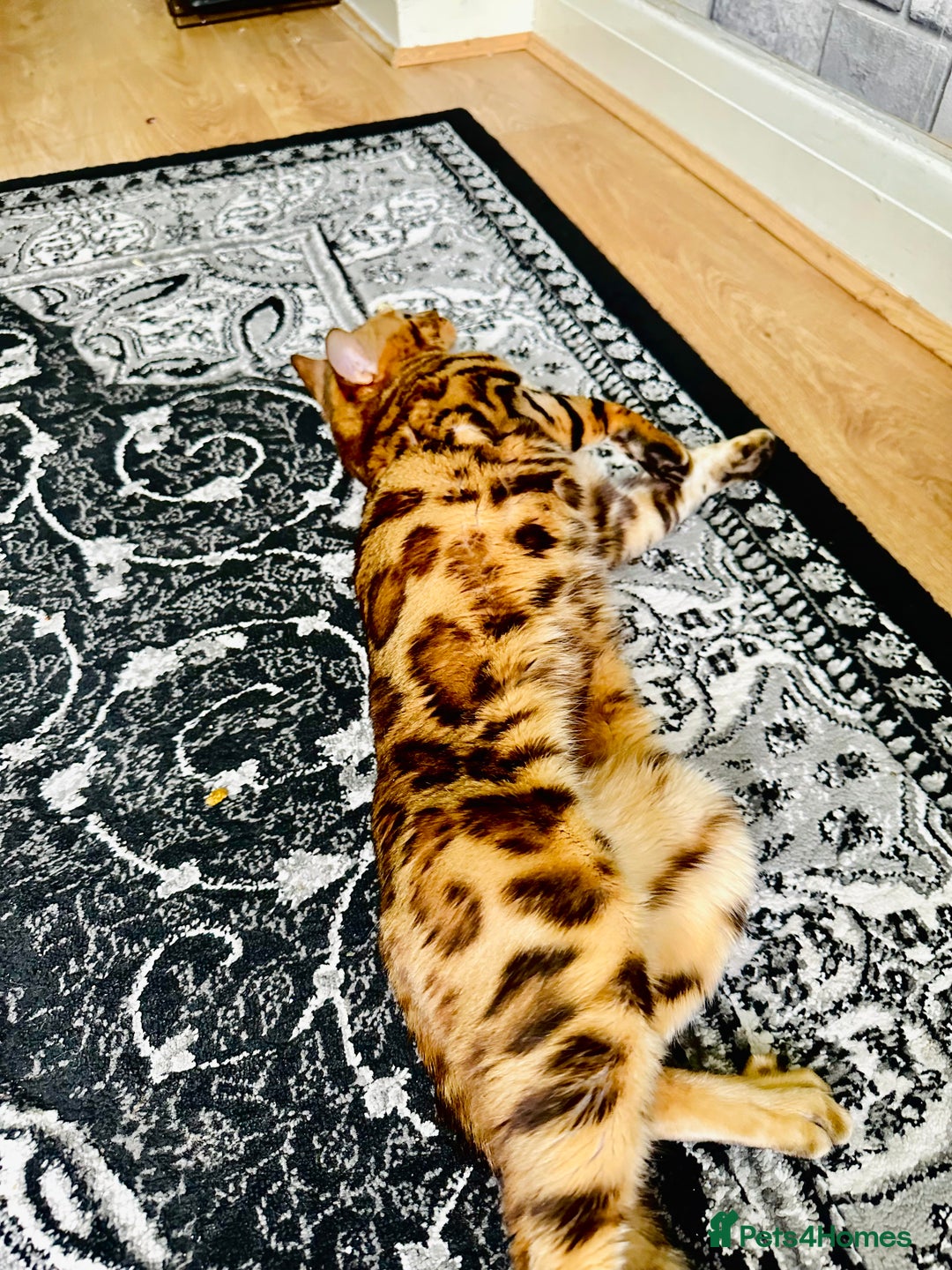 Bengal cats for sale: OUTSTANDING 🤩 Purebred Brown Rosetted Bengal - Image 5