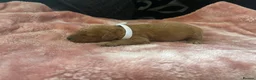 Miniature Poodle dogs for sale: 7 outstanding KC registered miniature's poodles  in Brandon - Advert 2