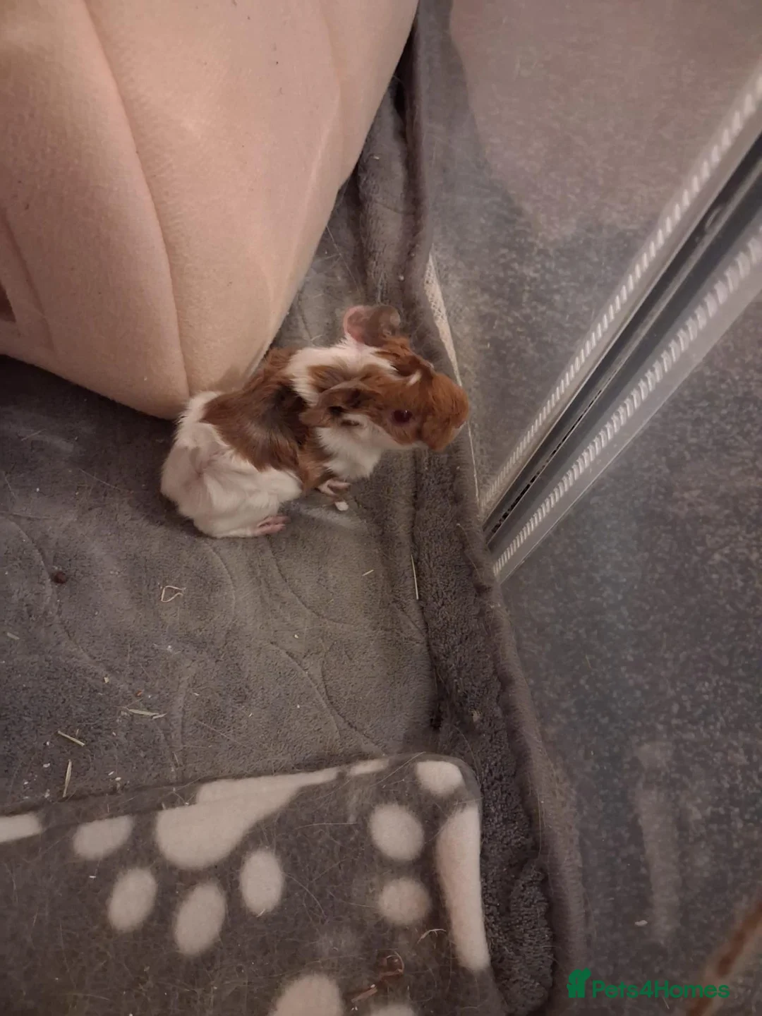 Guinea Pig rodents for sale: Baby boy guinea pig - Advert 2