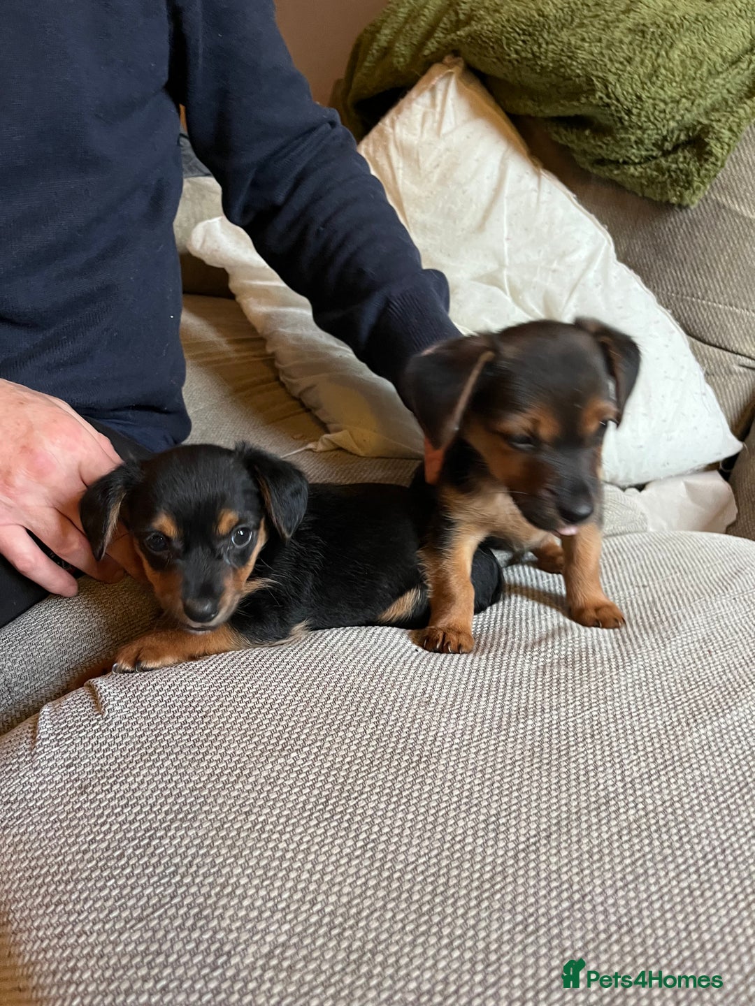 Jack Russell dogs for sale: Jack Russell puppies for sale - Advert 6