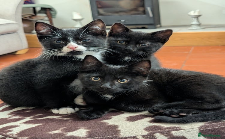 Mixed Breed cats in Shrewsbury - Advert 10