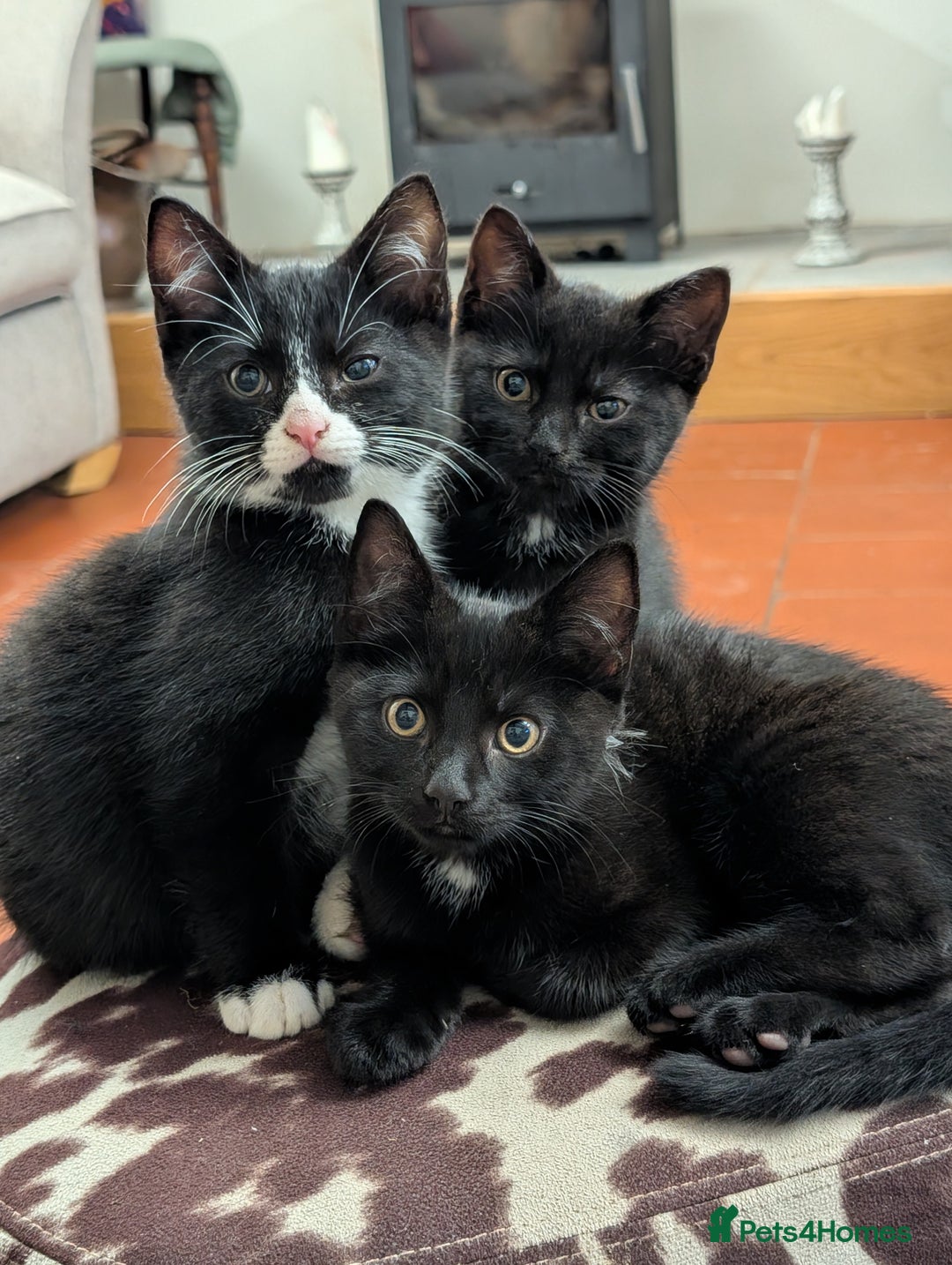 Mixed Breed cats for sale: 4 mixed breed kittens  in Shrewsbury - Image 1