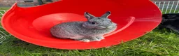 Mixed Breed rodents for sale: Jess’s pet boutique  - Advert 4