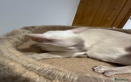 Siamese cats for sale: Lovely Siamese Lilac Point - Active Register - Image 3