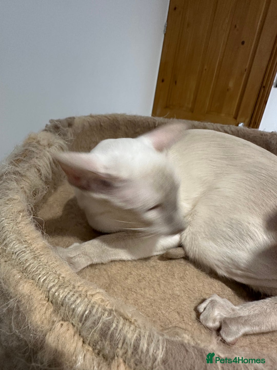 Siamese cats for sale: Lovely Siamese Lilac Point - Active Register - Image 3