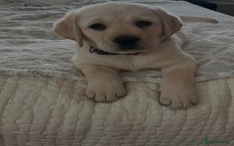 Labrador Retriever dogs for sale: Labrador puppies  - Image 2