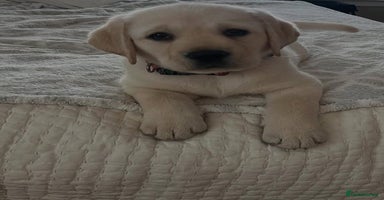 Labrador Retriever dogs - Advert 12