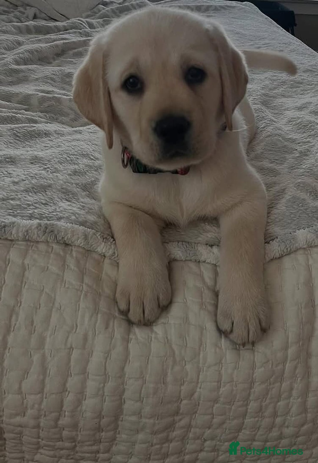 Labrador Retriever dogs for sale: Labrador puppies  - Image 2
