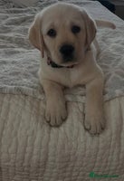 Labrador Retriever dogs - Advert 8