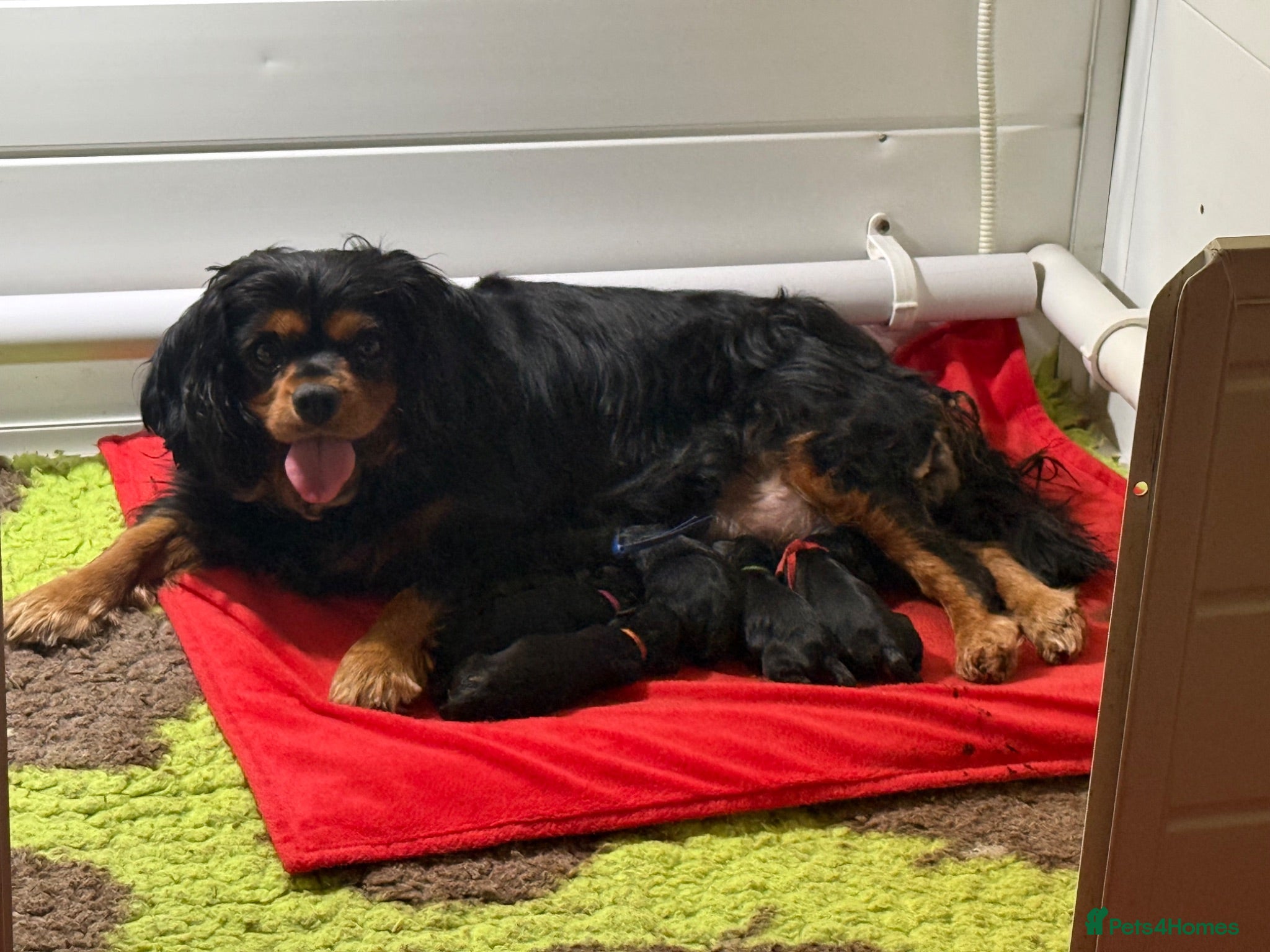 Cavapoo dogs f1 Cavapoos DNA, heart and eye tested parents  - Advert 1