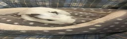 Guinea Pig rodents for sale: Lots of lovely baby guinea pigs for sale - Advert 8
