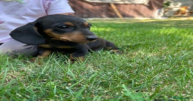 Dachshund dogs - Advert 8
