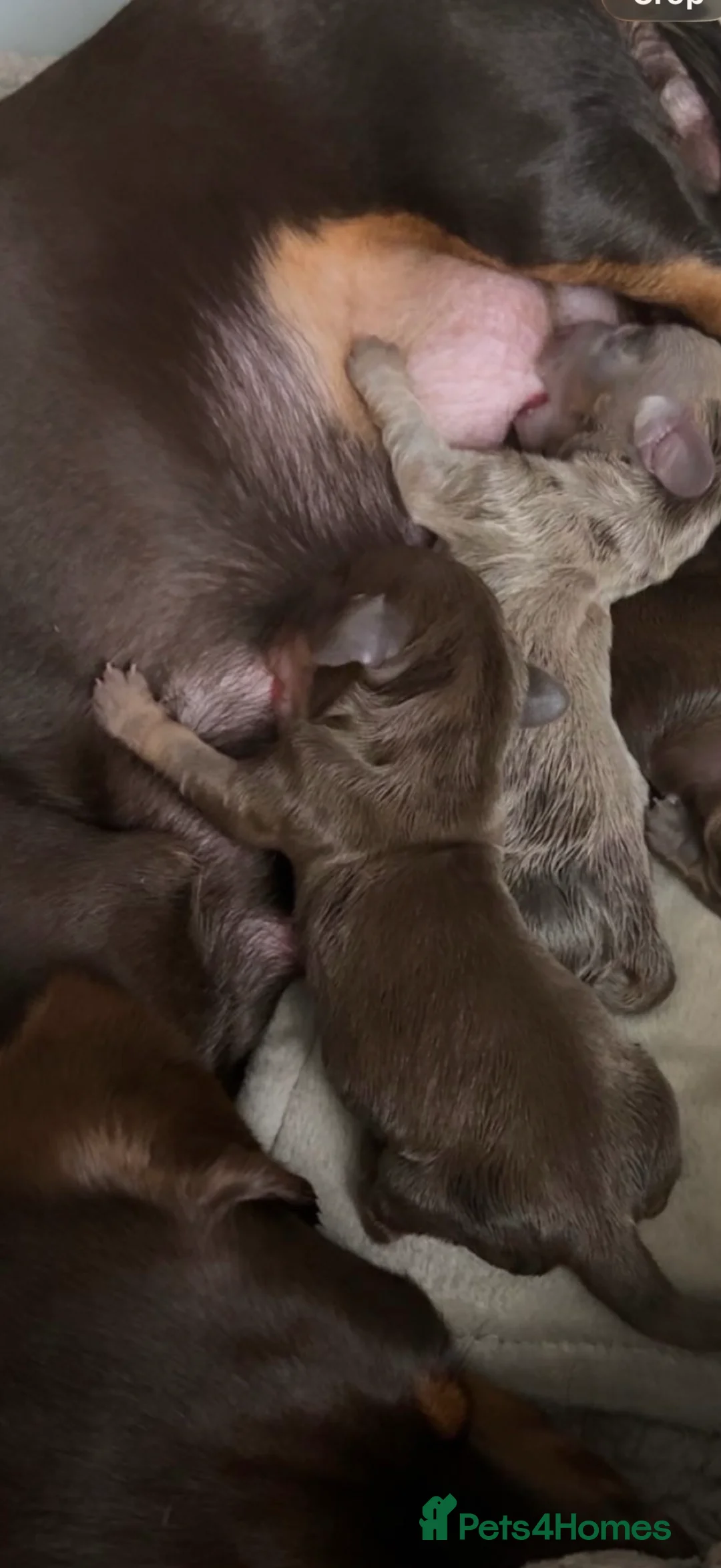 Miniature Dachshund dogs for sale: 🎀 SHOW QUALITY KC REGISTERED MALES AND FEMALES 🎀 - Advert 10