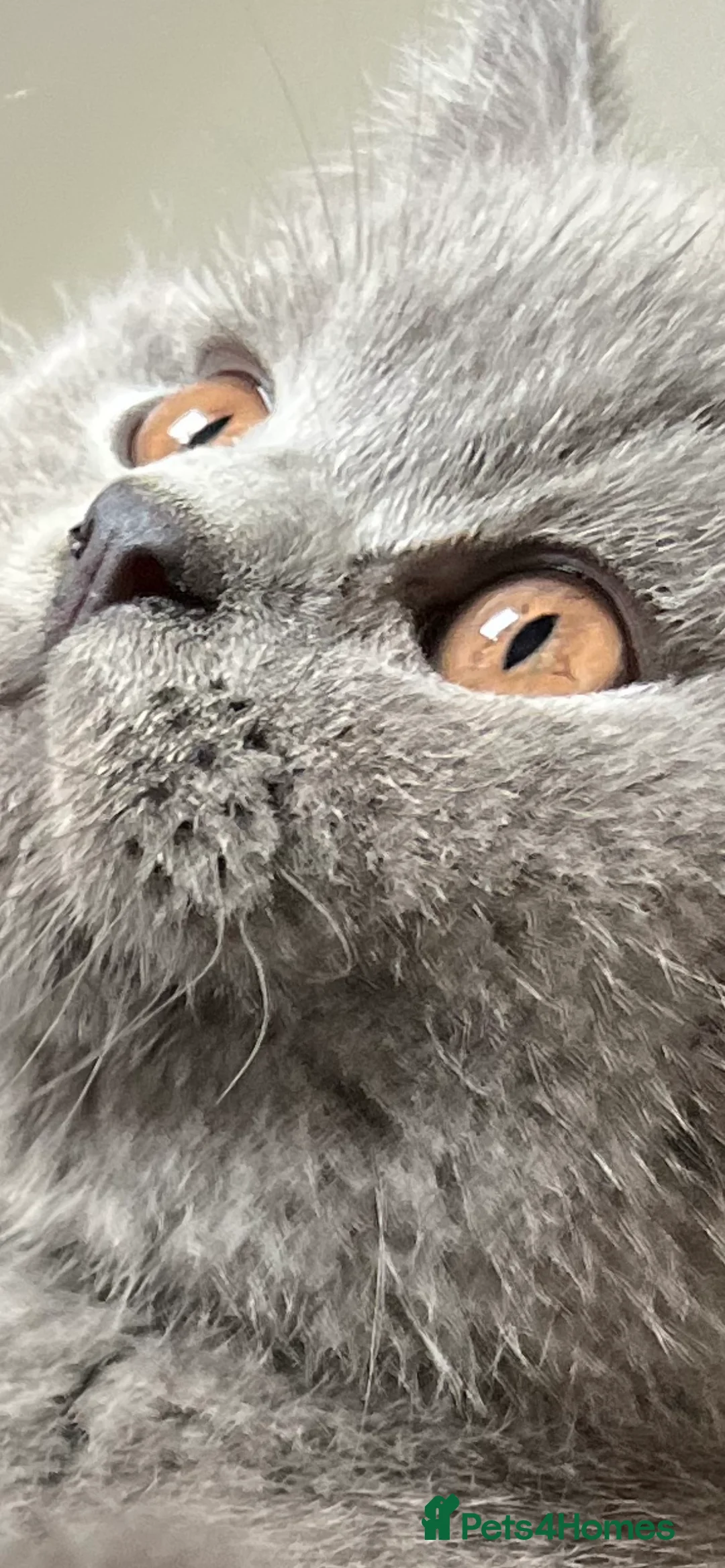 British Shorthair cats for stud: 🩶 British Shorthair Stud  in Alloa - Advert 15