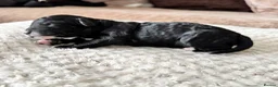 Cavapoo dogs for sale: Beautiful F1B Cavapoo Puppies  - Advert 13