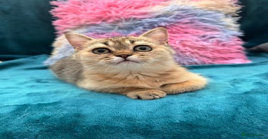 Scottish Fold cats - Advert 3