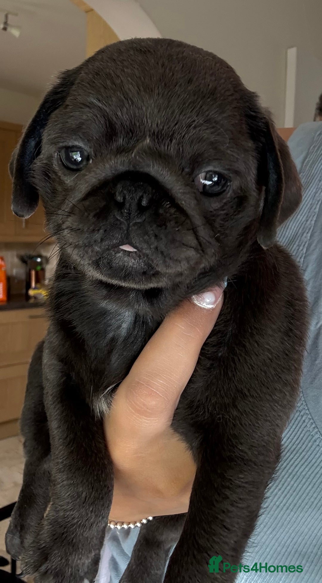 Pug dogs for sale: Stunning pug pups🤍due Oct 2025-ready 15-24th Dec - Image 5