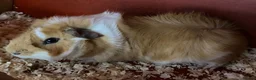 Guinea Pig rodents for sale: Male guinea pigs for sale in Crook - Advert 1