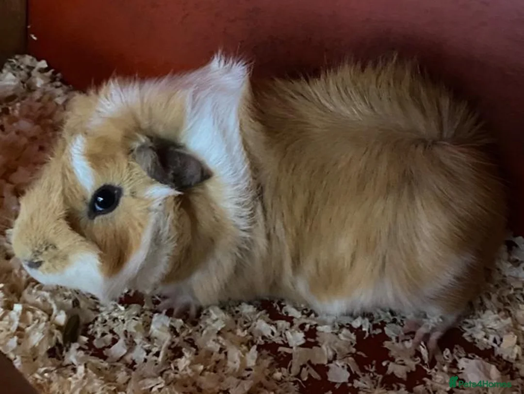 Guinea Pig rodents for sale: Male guinea pigs for sale in Crook - Advert 1