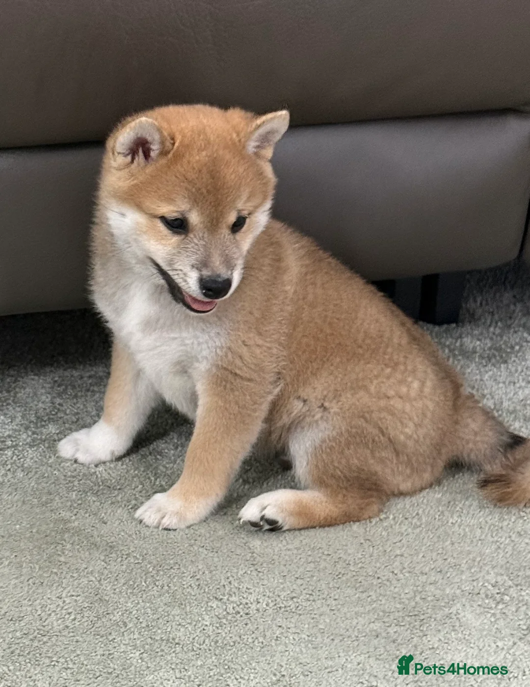 Japanese Shiba Inu dogs for sale: Bonny babies - Advert 11