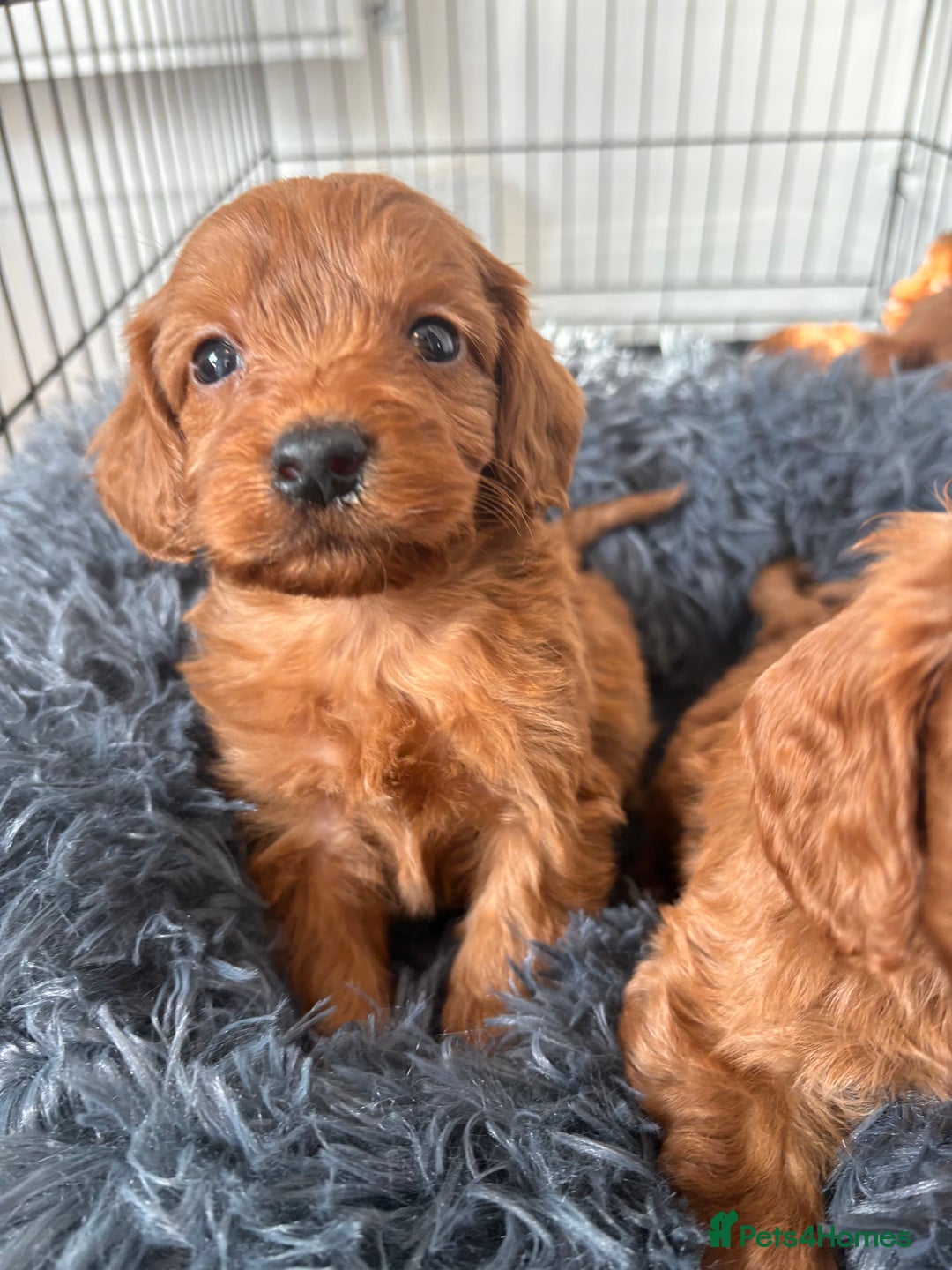 Cockapoo dogs for sale: Beautiful fox red cockapoo - Image 6