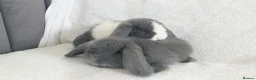 Mini Lop rabbits for sale: Gorgeous Mini Lop Does for sale - Advert 2