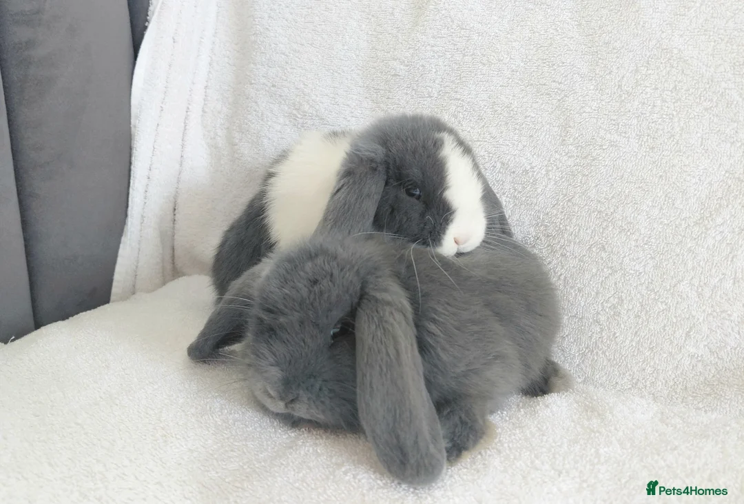 Mini Lop rabbits for sale: Gorgeous Mini Lop Does for sale - Advert 2
