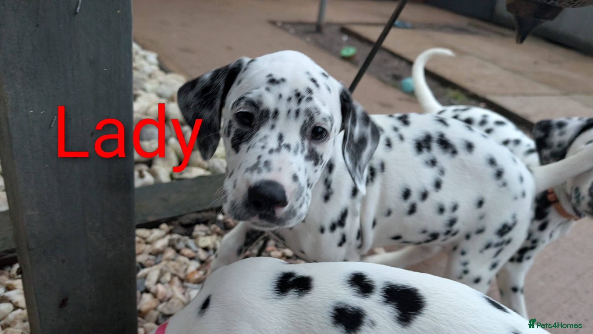 Dalmatian dogs Dalmatian puppies KC reg *1 x girl & 1 x boy left* - Advert 16