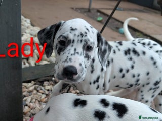 Dalmatian dogs Dalmatian puppies KC reg *1 x girl & 1 x boy left* - Advert 16