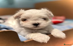 Maltese dogs for sale: Korean Maltese - 2 boys available  - Advert 20