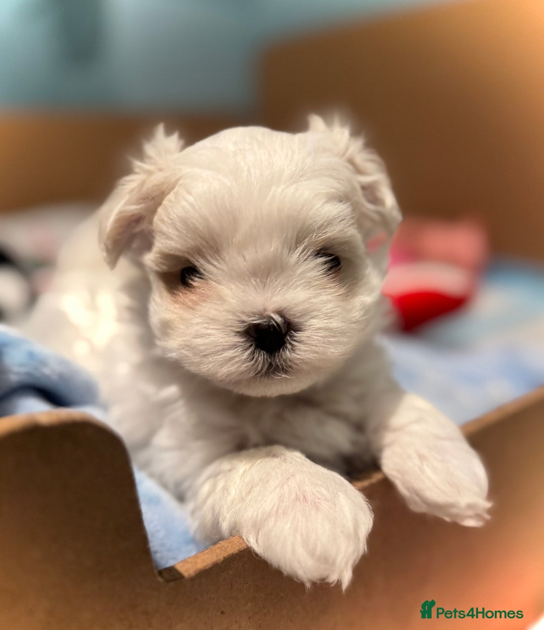 Maltese dogs for sale: Korean Maltese - 2 boys available  - Advert 20